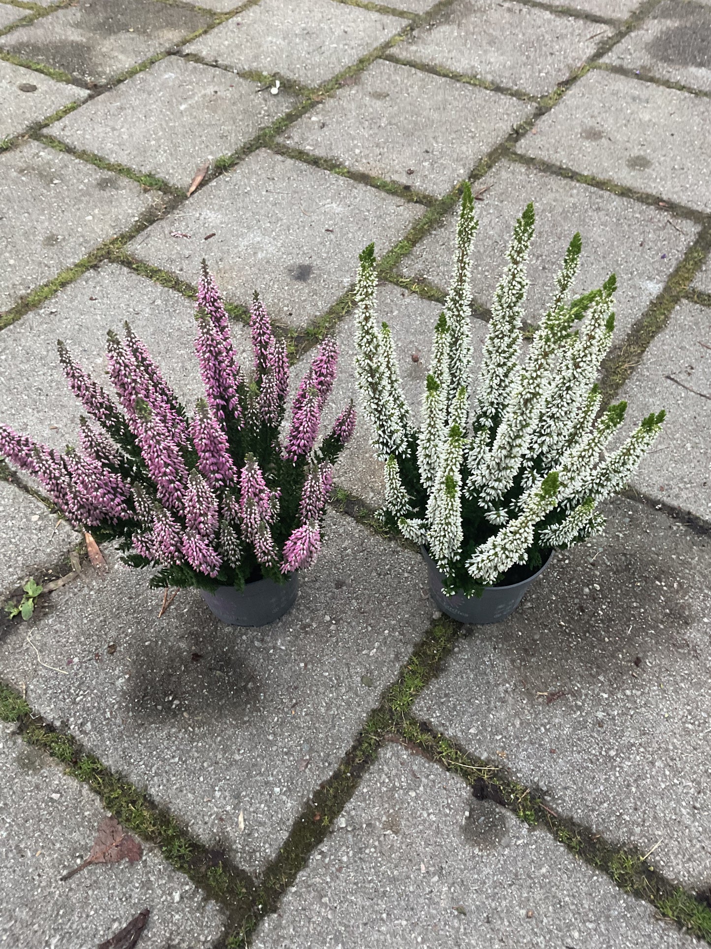 Calluna vulgaris ‘First Ladies’ White P10