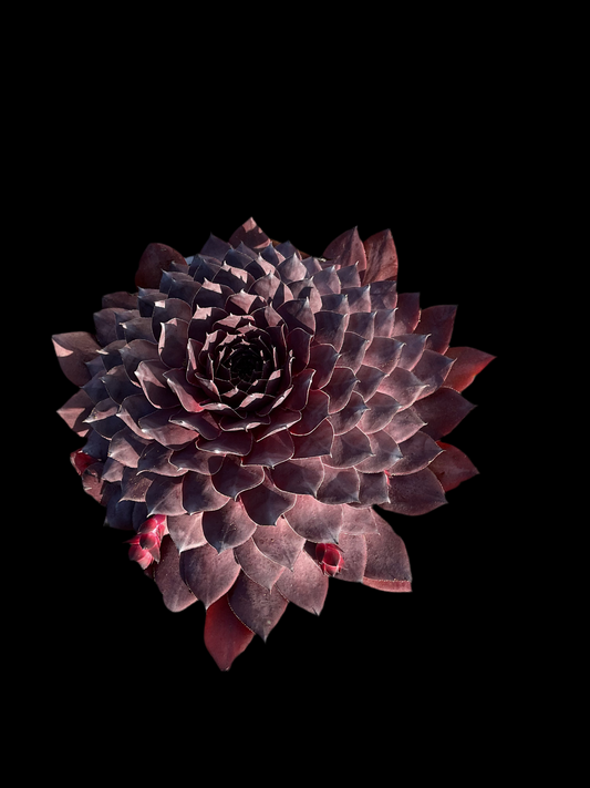 Sempervivum ‘Big Sam’™️ ‘Black Cherry’ P17