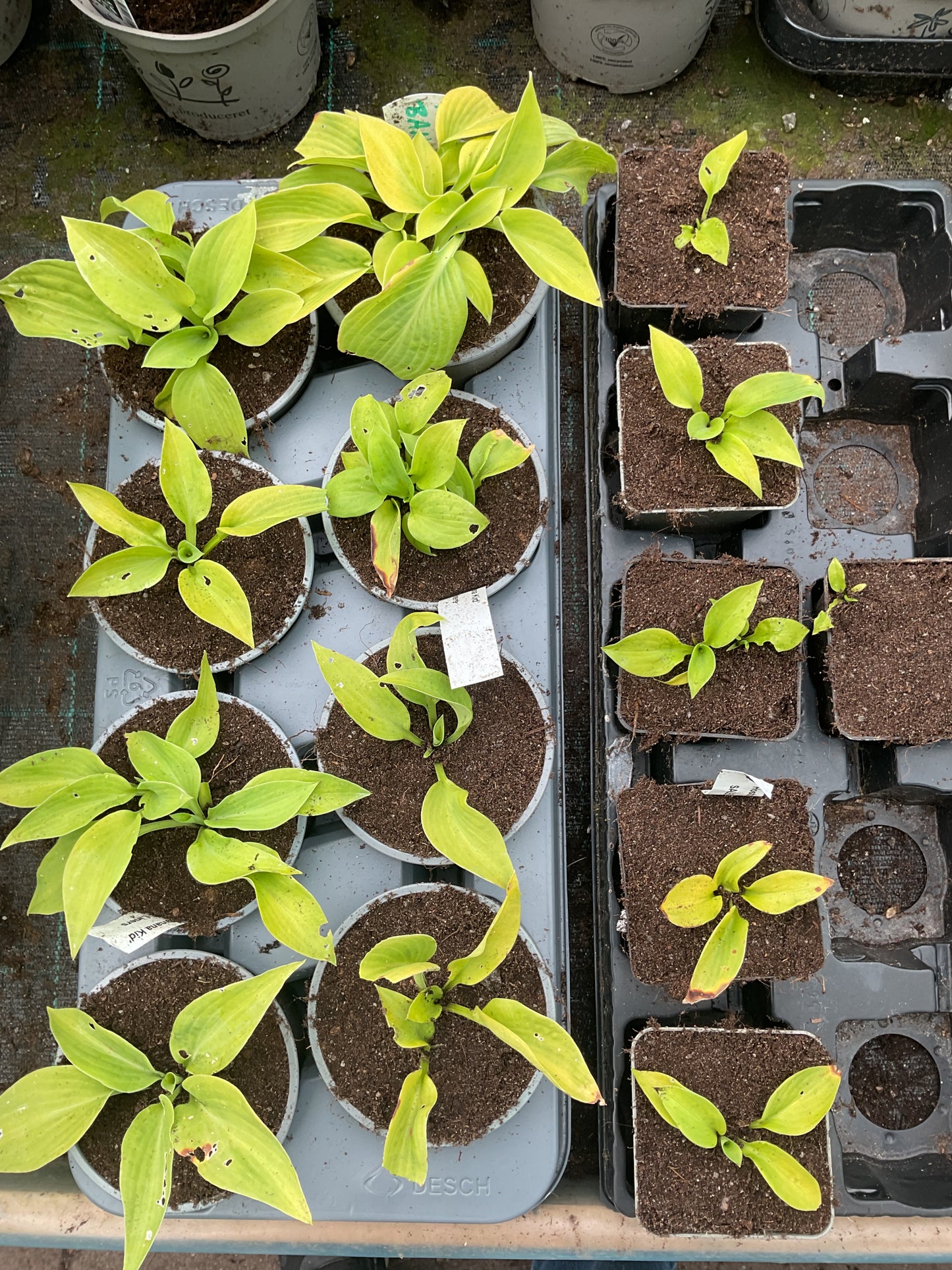 Hosta ‘Banana Kid’