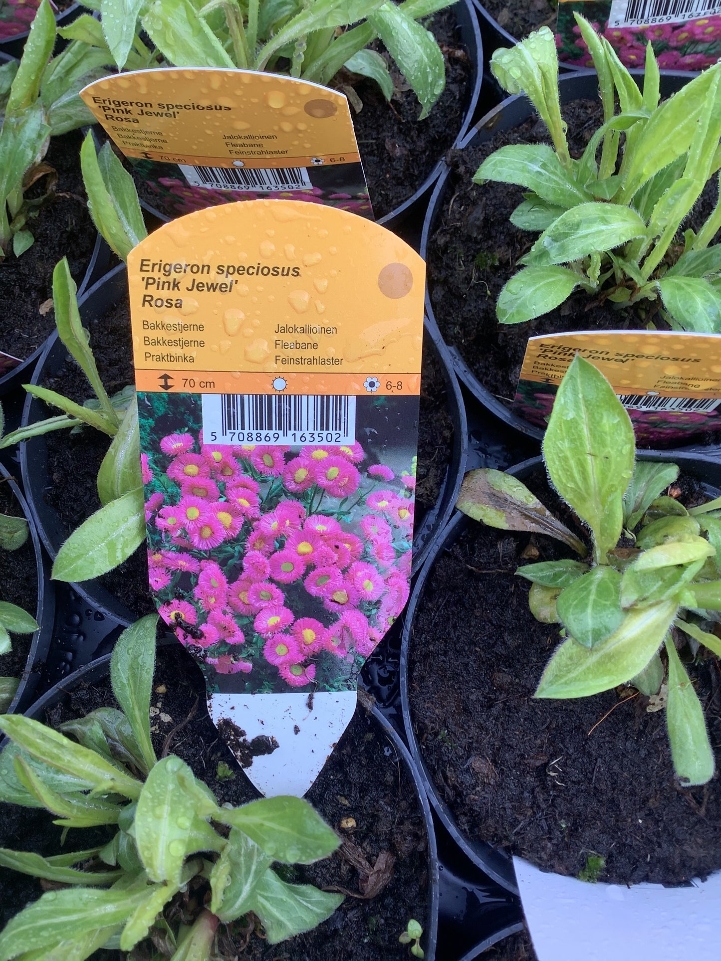 Erigeron speciosus ‘Pink Jewel’