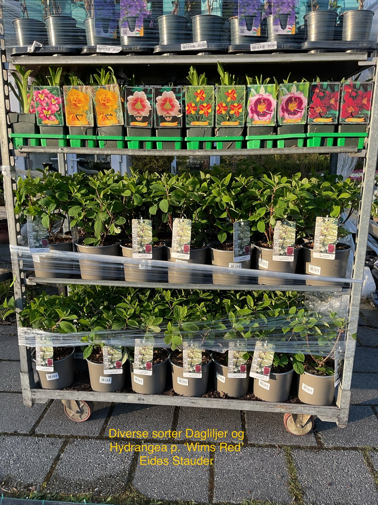 Hydrangea paniculata ‘Wims Red’