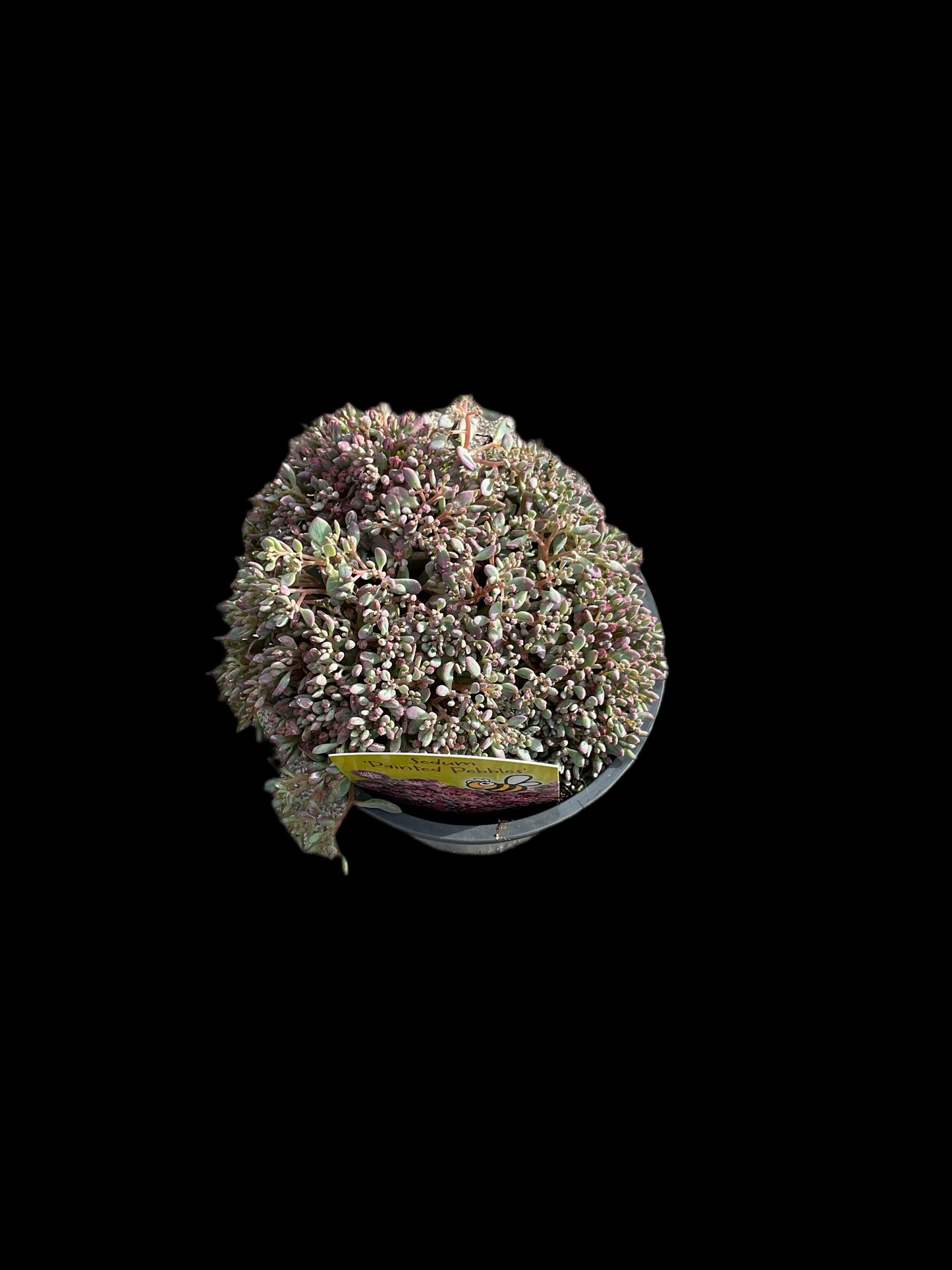 Sedum cauticola ‘Painted Pebble’ P12