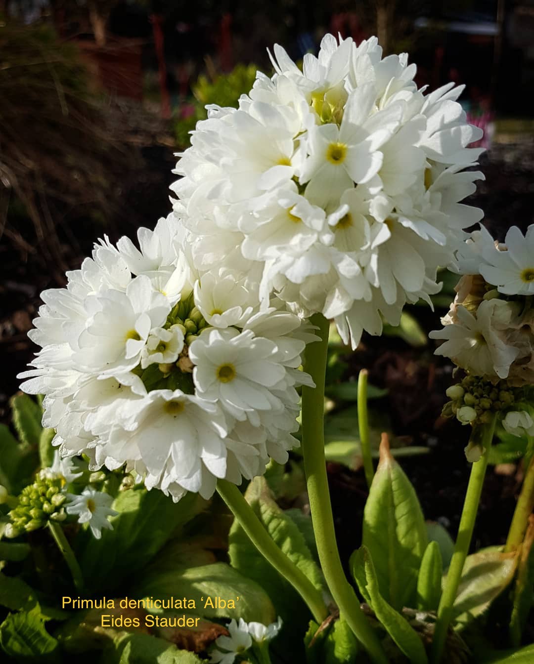 Primula denticulata Mix Farger