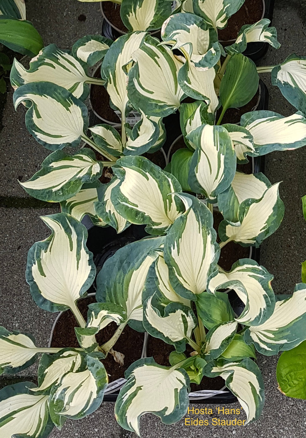 Hosta ‘Hans’ P15 – Eides Stauder