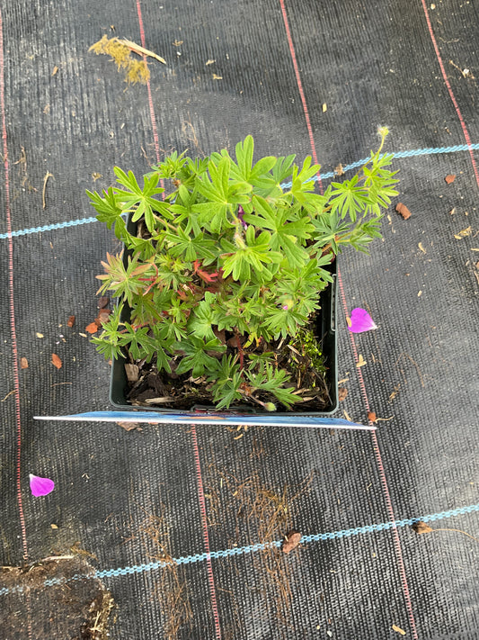 Geranium sanguineum ‘Aviemore’ P11x11