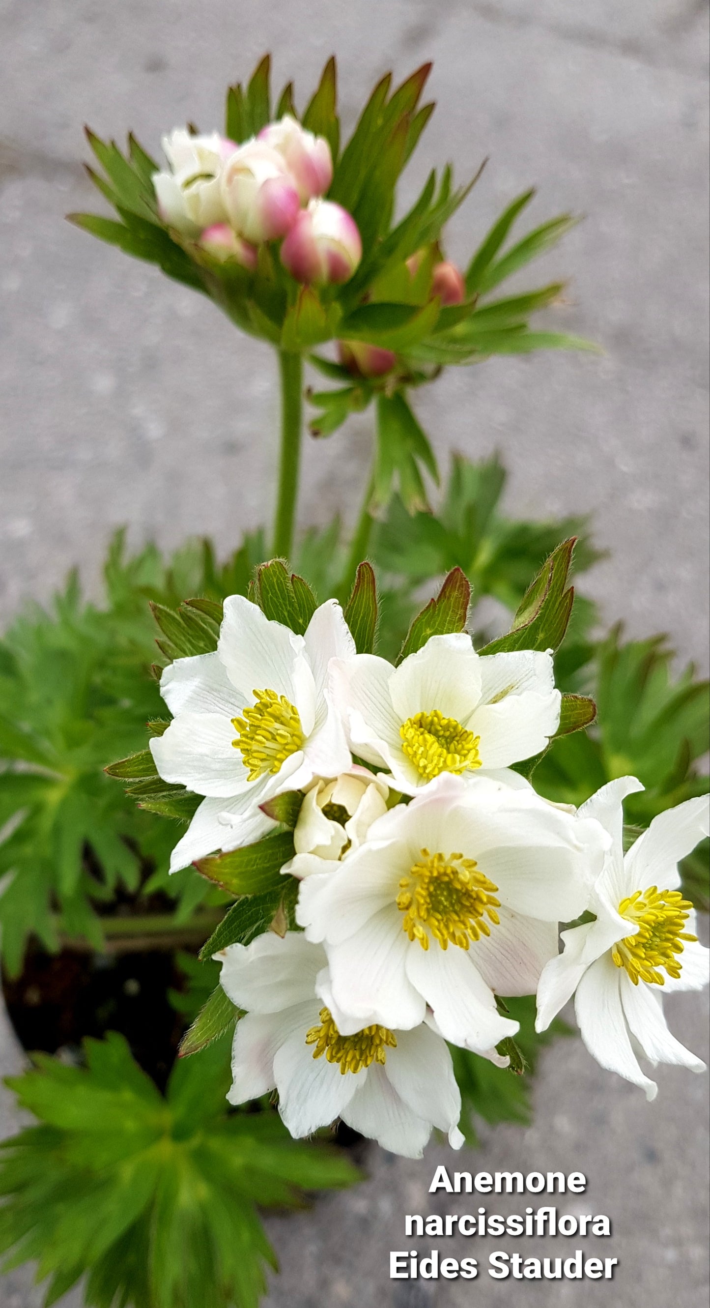 Anemone narcissiflora