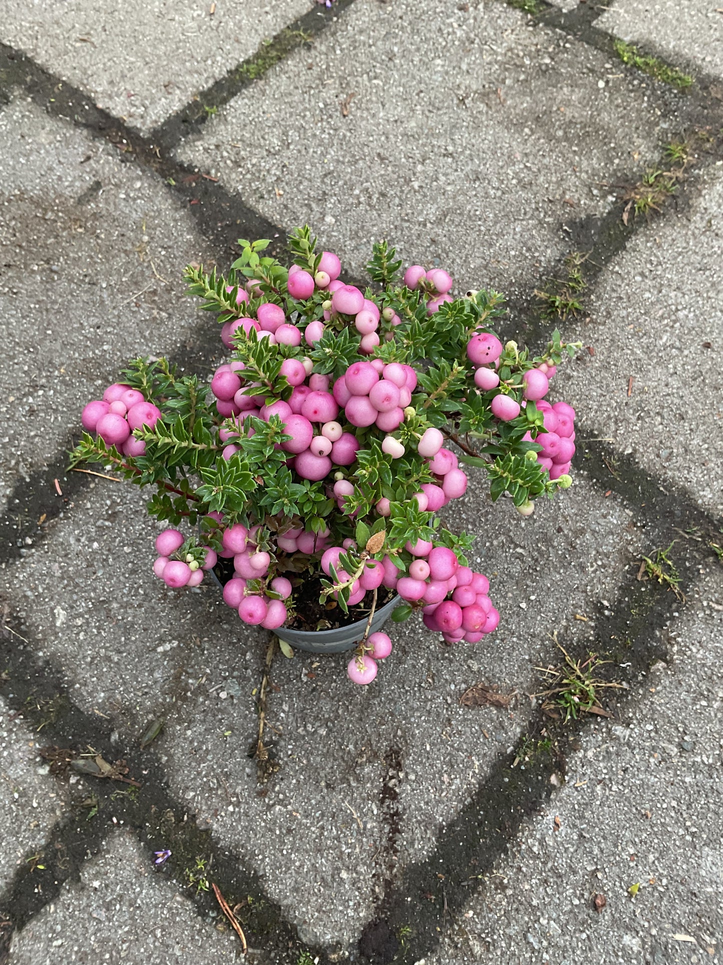 Gaultheria mucronata P11