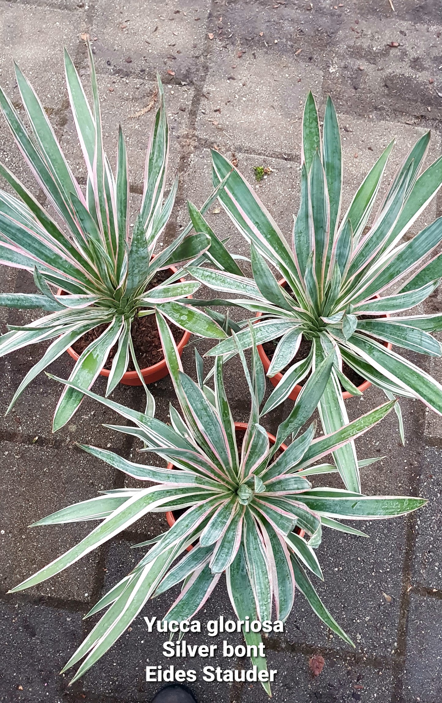 Yucca gloriosa ‘Silver Bont’