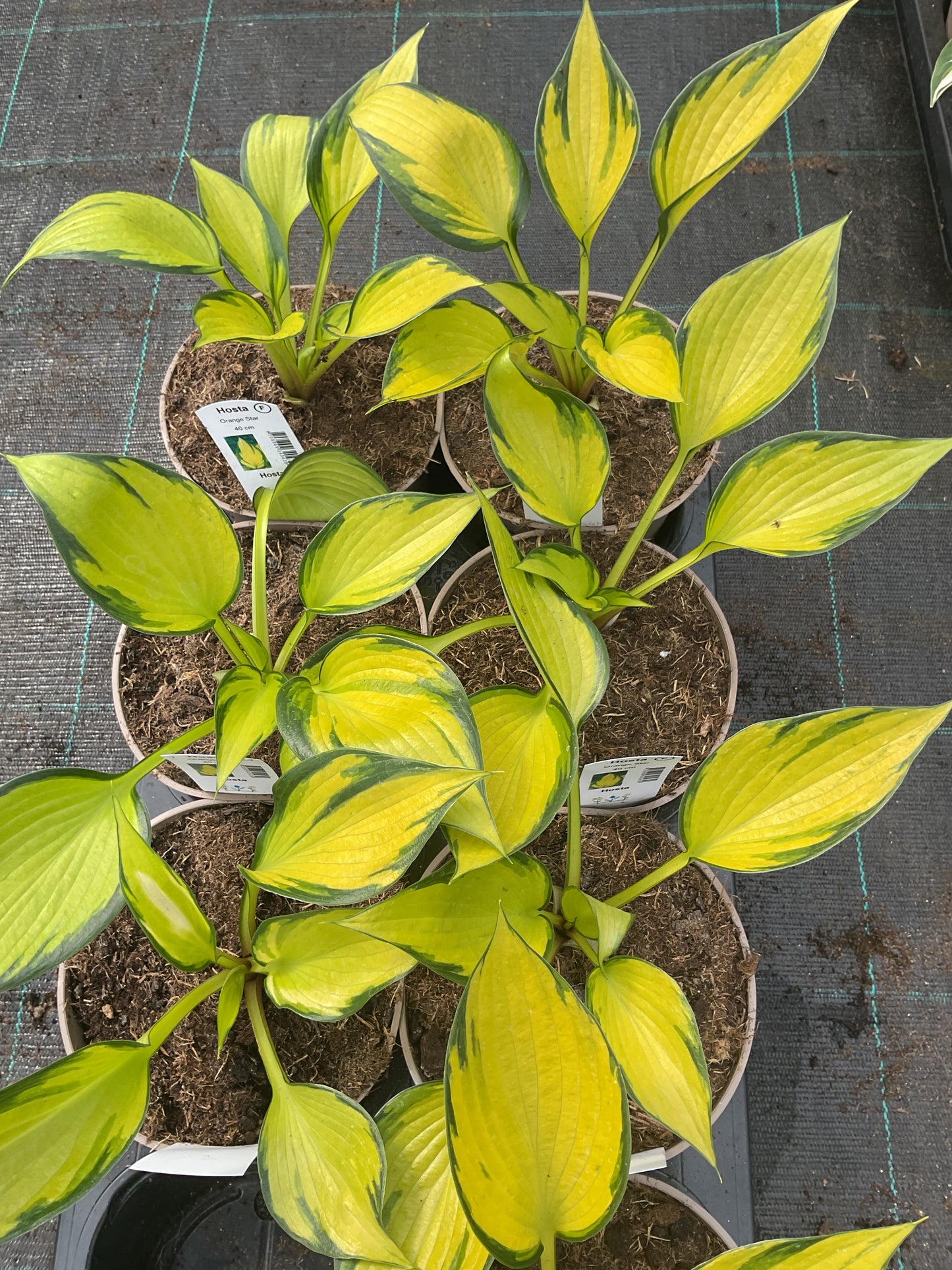 Hosta ‘Orange Star’