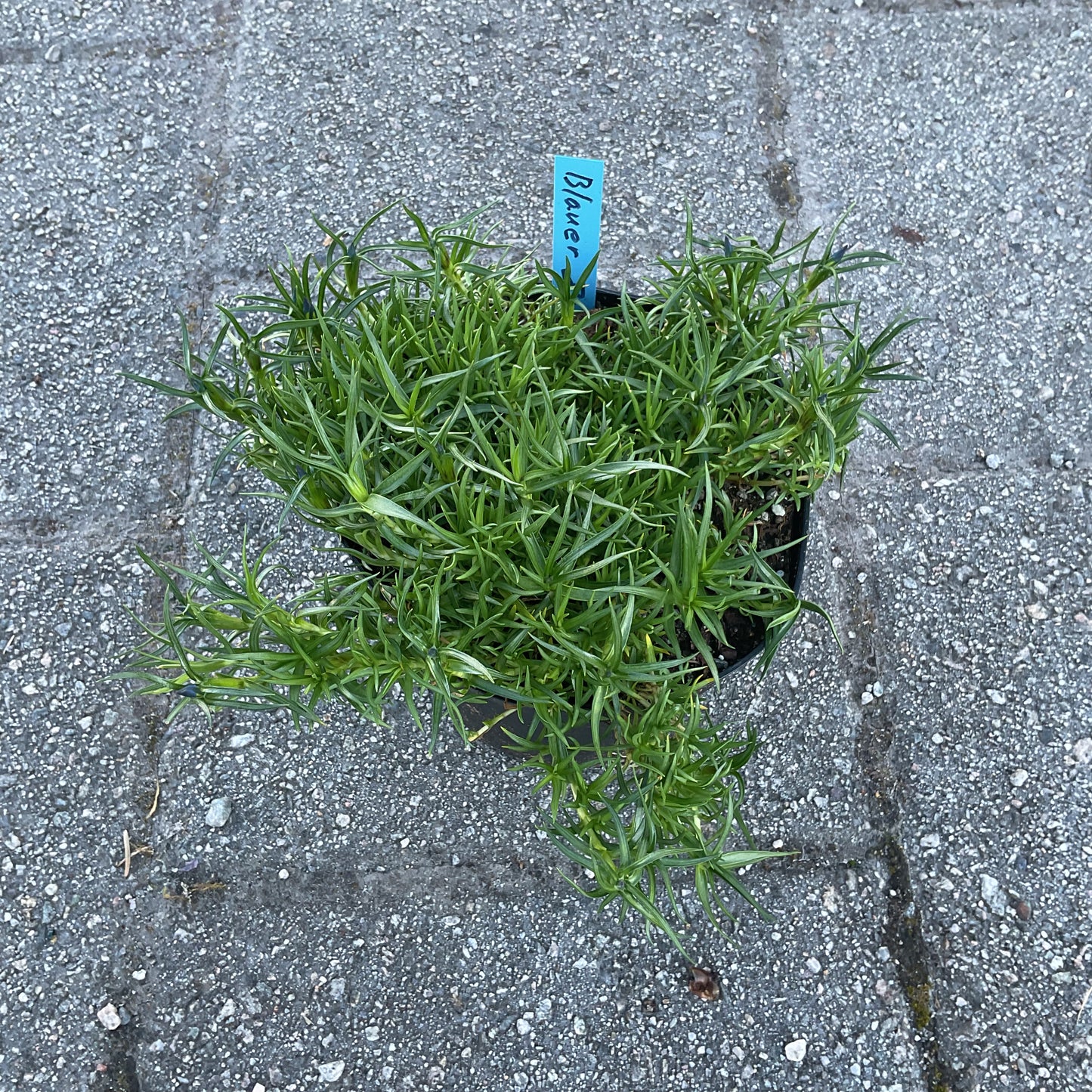 Gentiana sino-ornata ‘Blauer Zwerg’ P17
