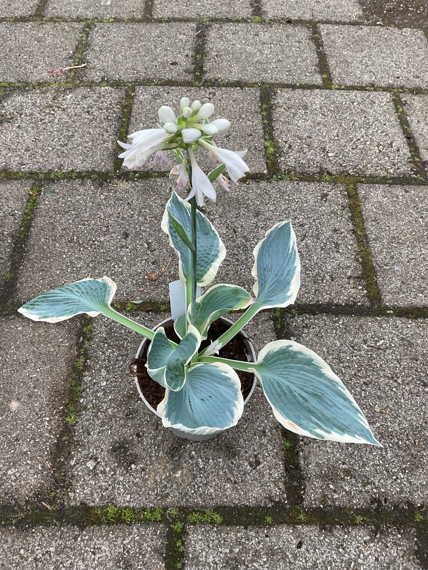 Hosta ‘Barbara Ann’