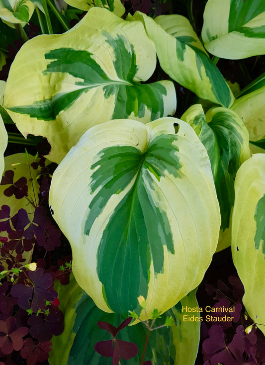 Hosta ‘Carnival’