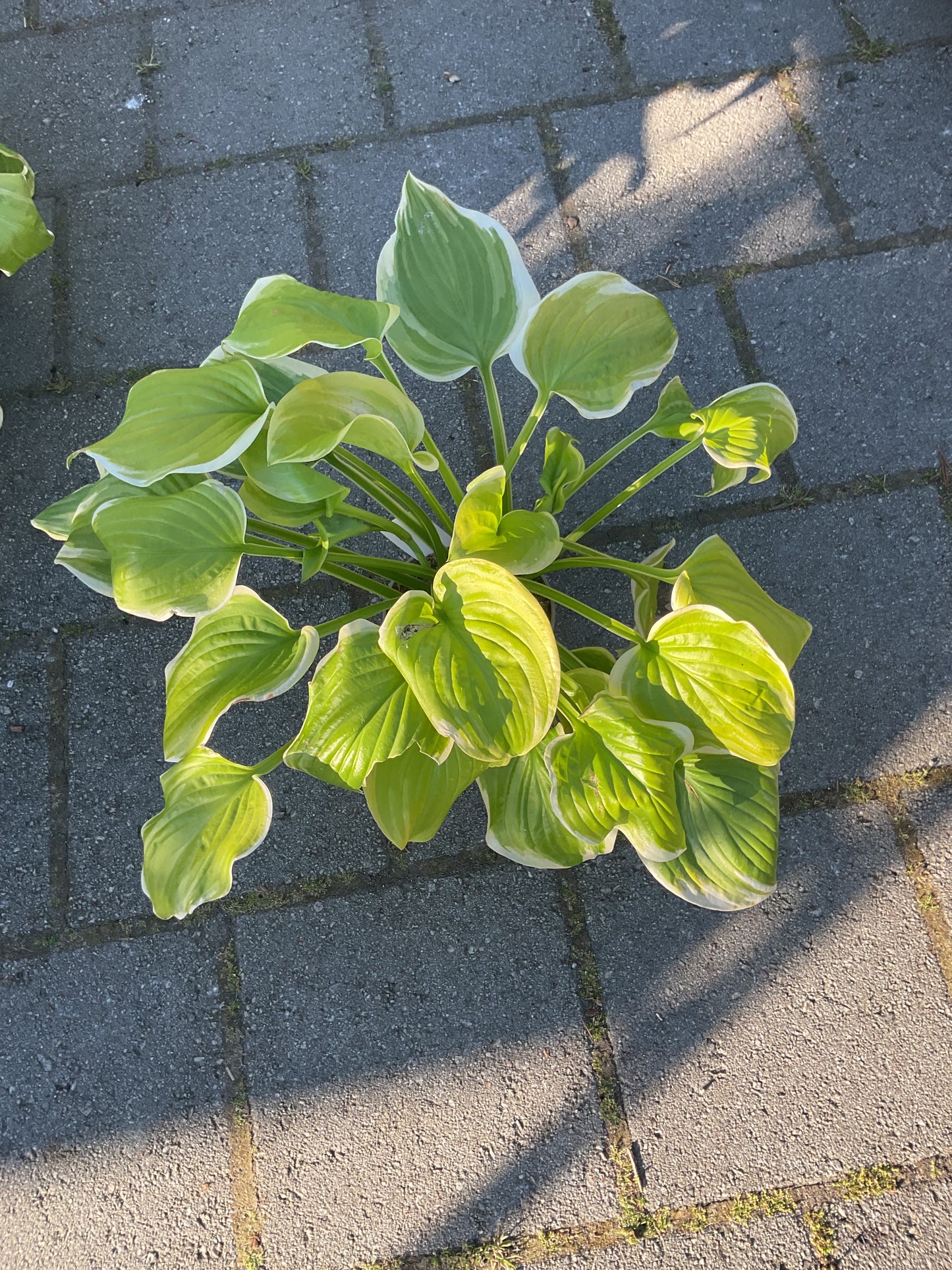 Hosta ‘Fragrant Bouquet’