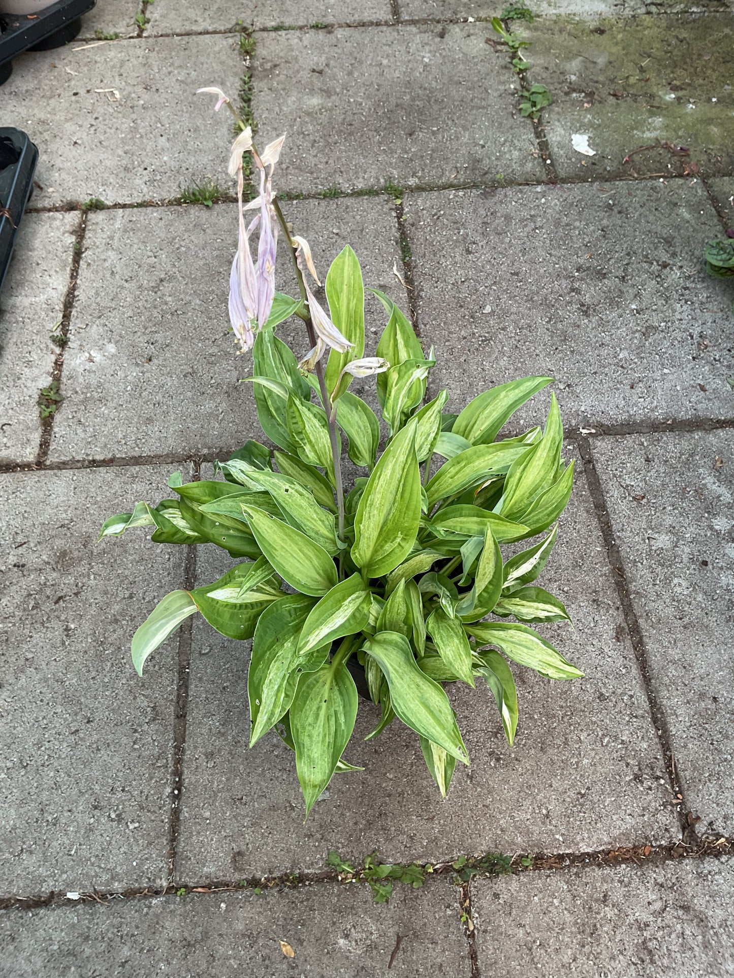 Hosta ‘Allegan Fog’