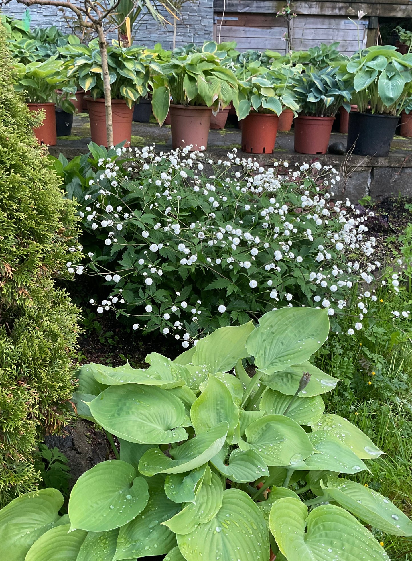 Ranunculus aconitifolius ‘Pleniflorus’ P13