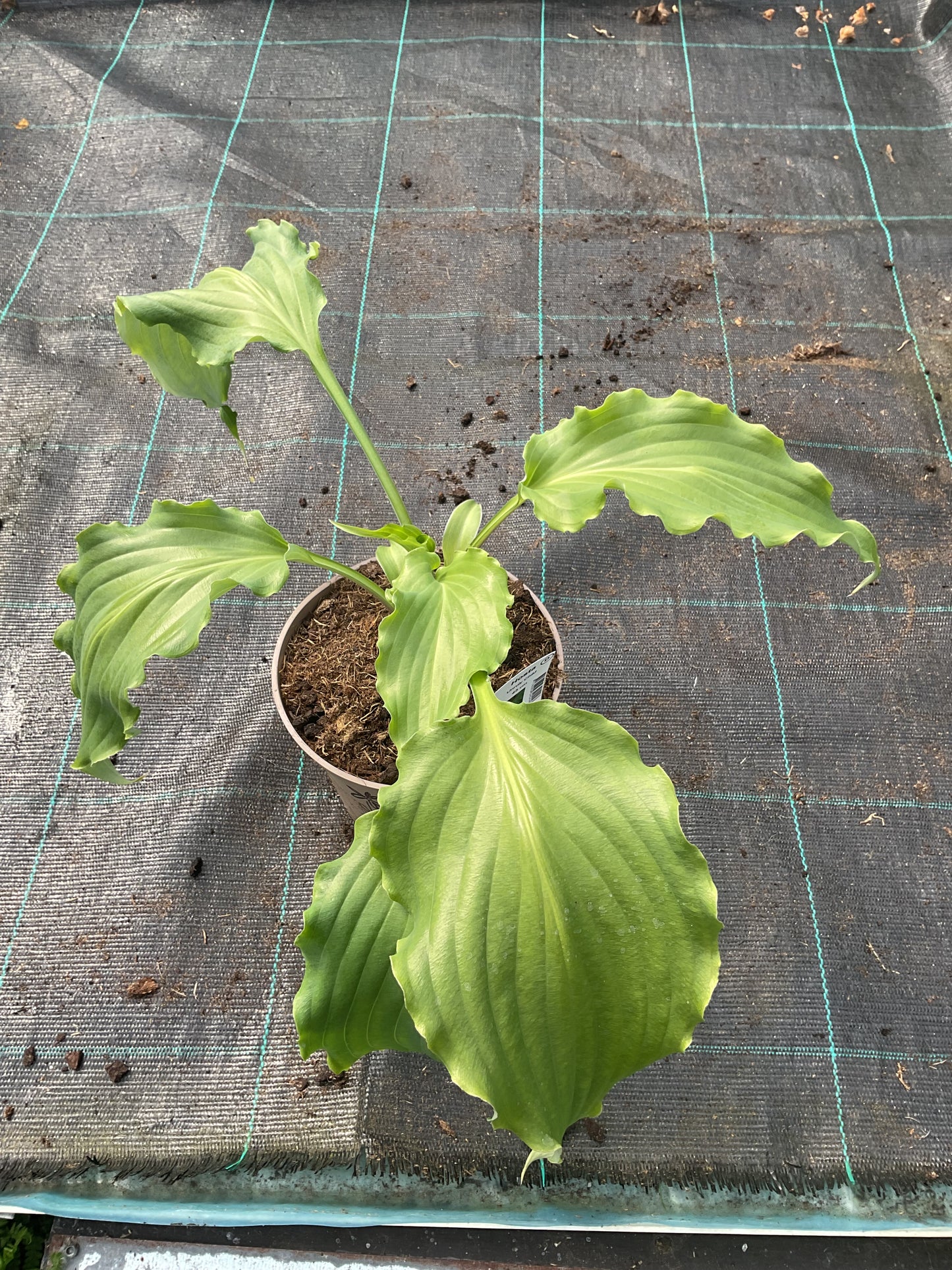 Hosta ‘Unruly Child’ P15