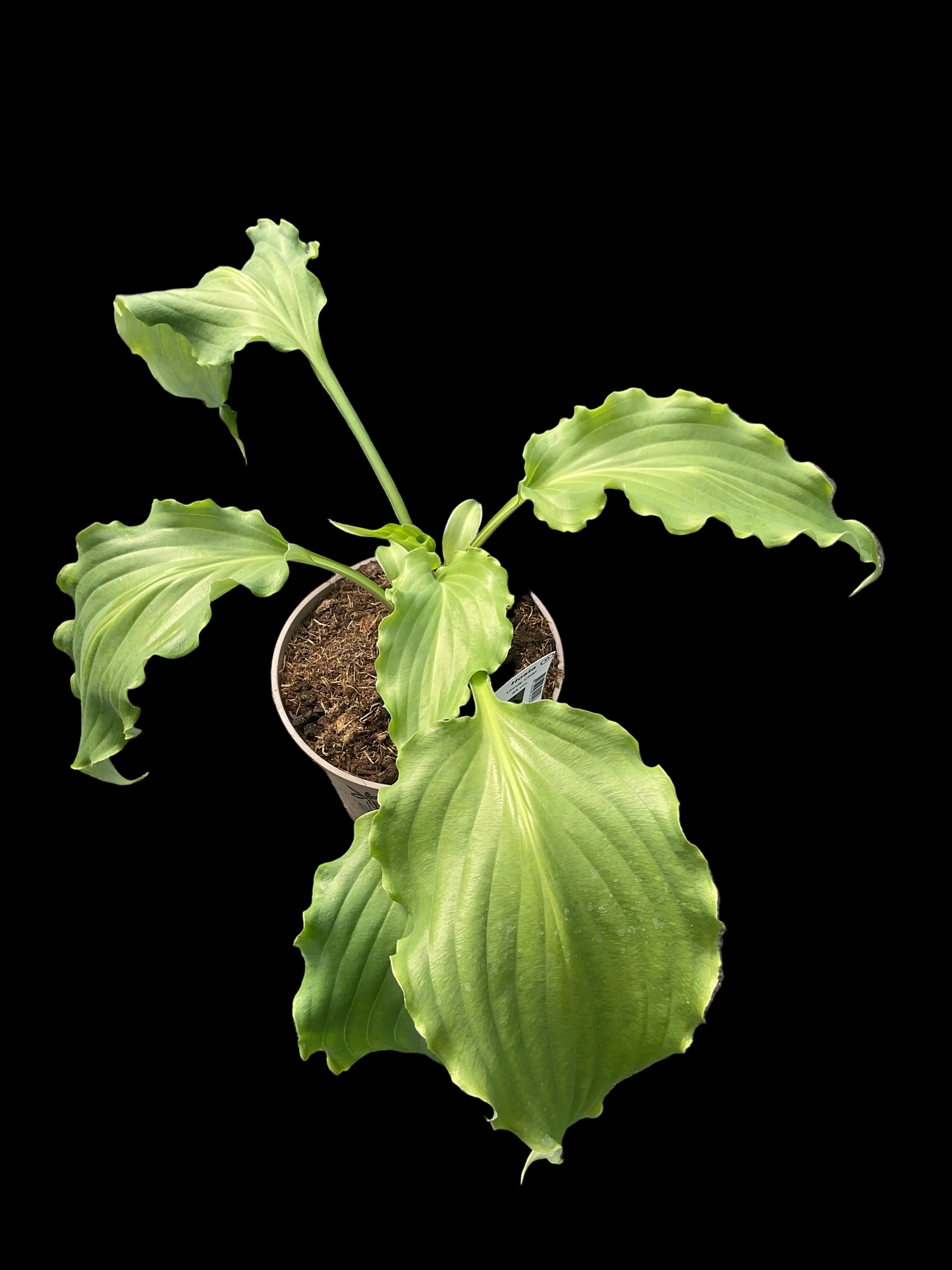 Hosta ‘Unruly Child’ P15