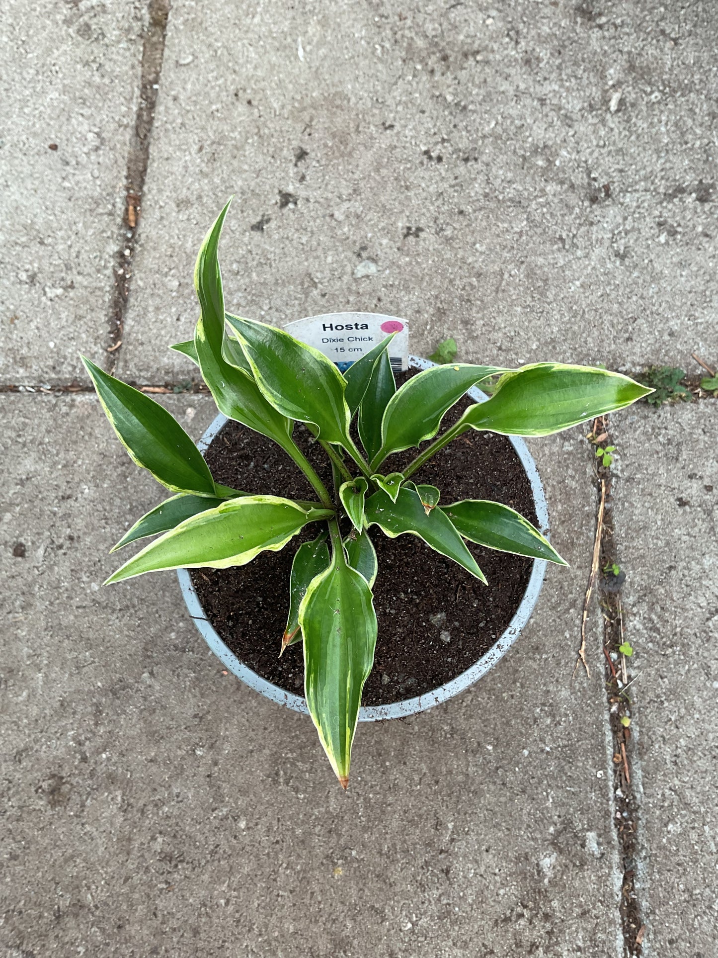 Hosta ‘Dixie Chick’ P12