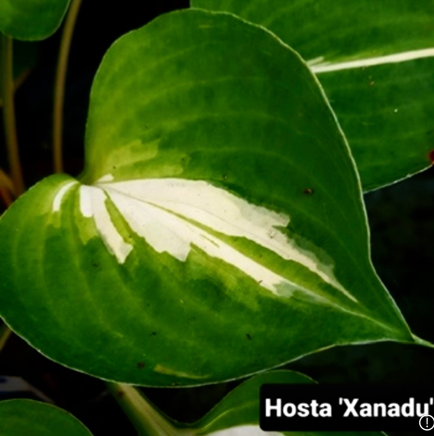 Hosta ‘Xanadu’ P12