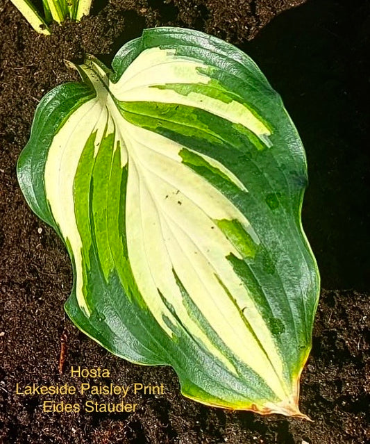 Hosta ‘Lakeside Paisley Print’