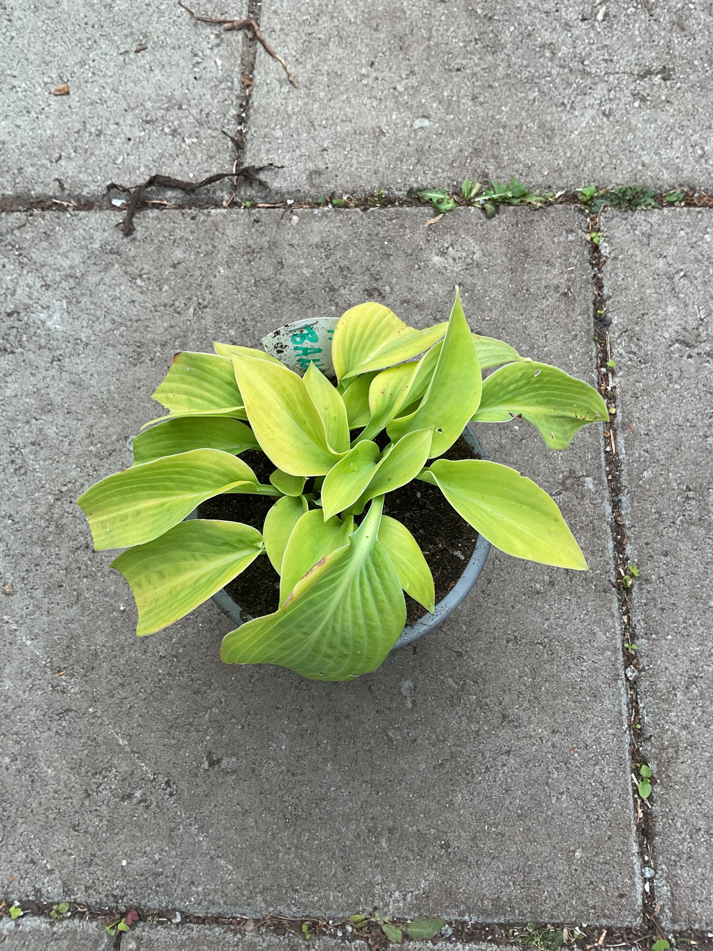 Hosta ‘Banana Kid’