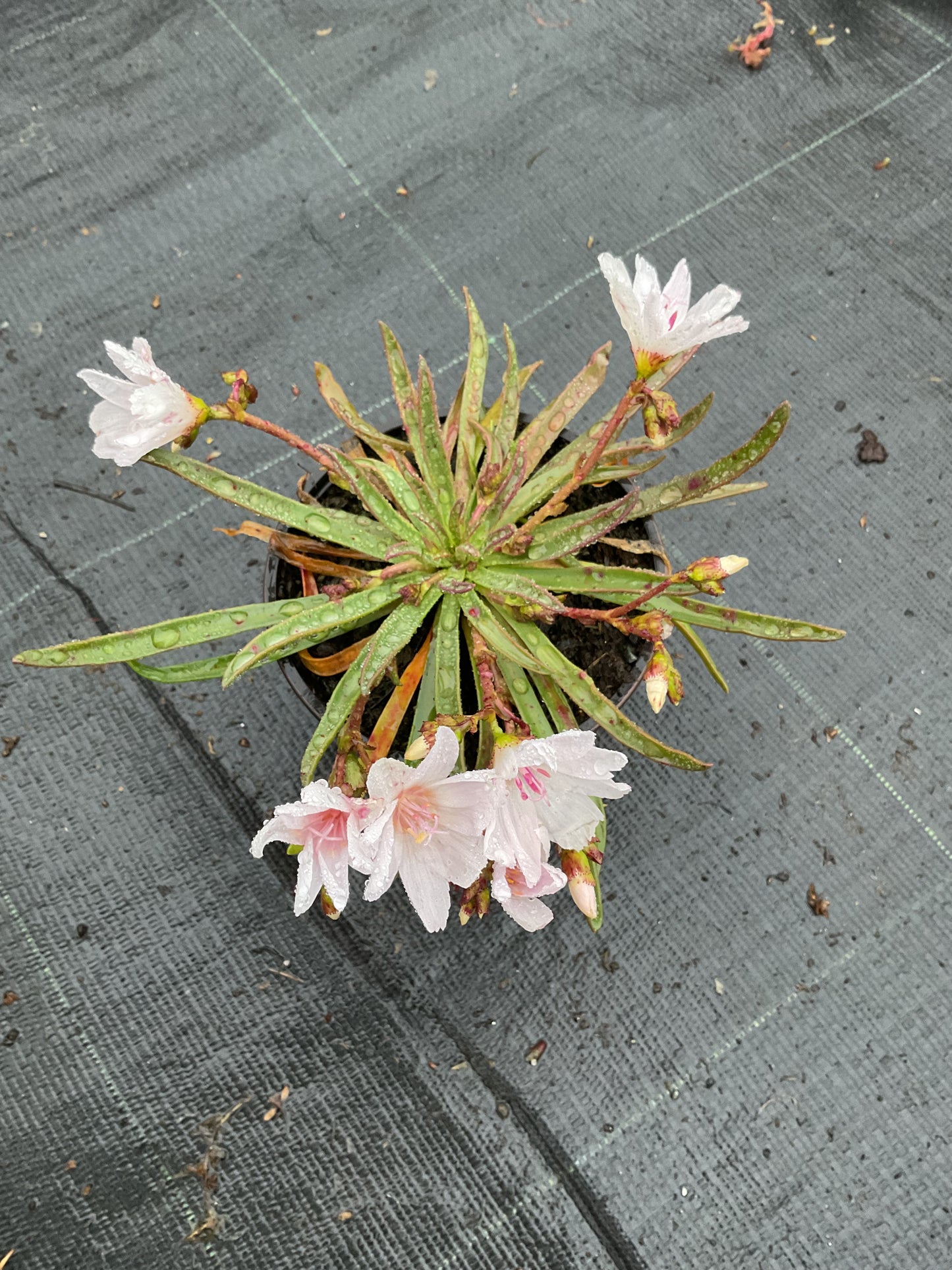 Lewisia longipetala ‘Little Snowberry’ P11