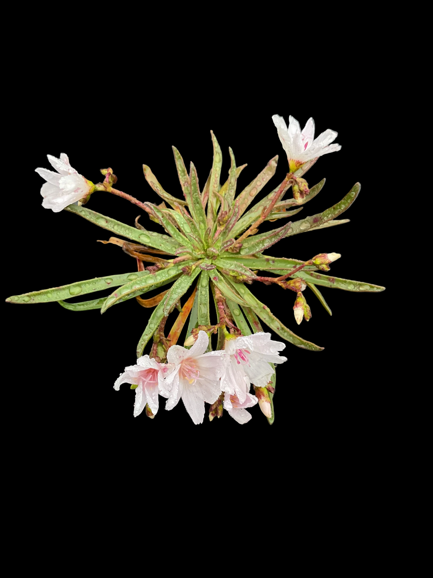 Lewisia longipetala ‘Little Snowberry’ P11