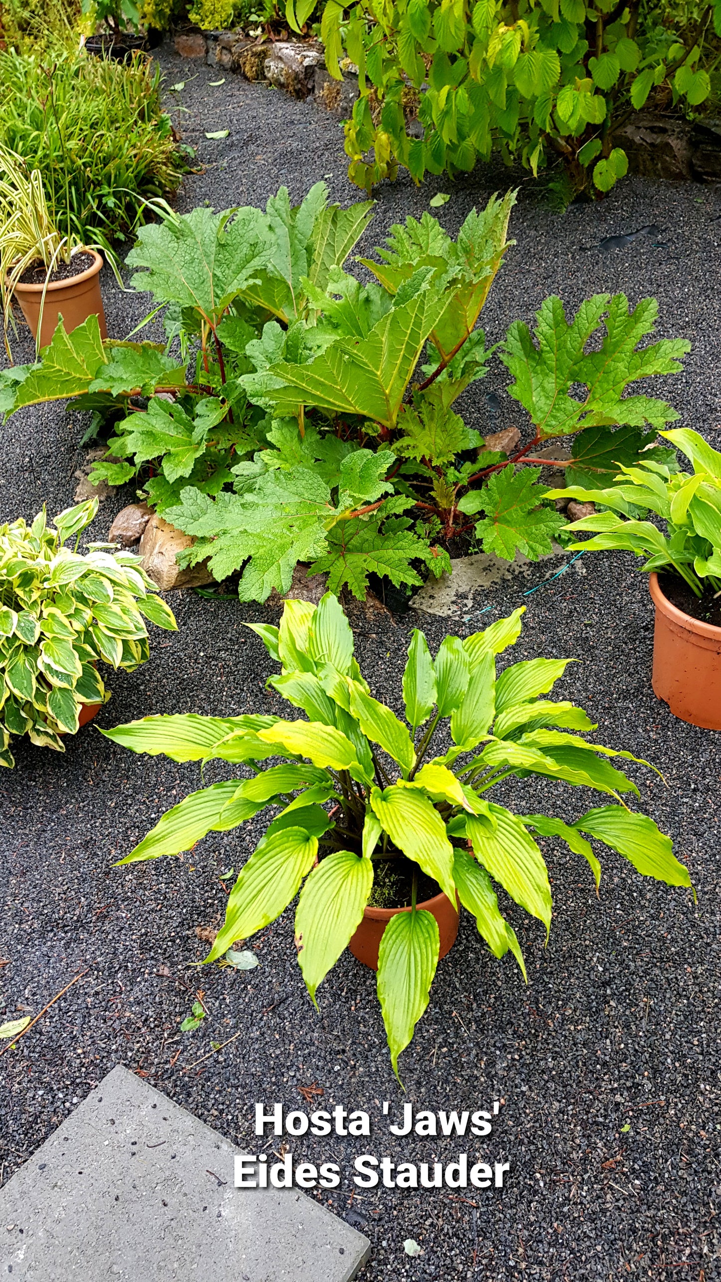 Hosta ‘Jaws’