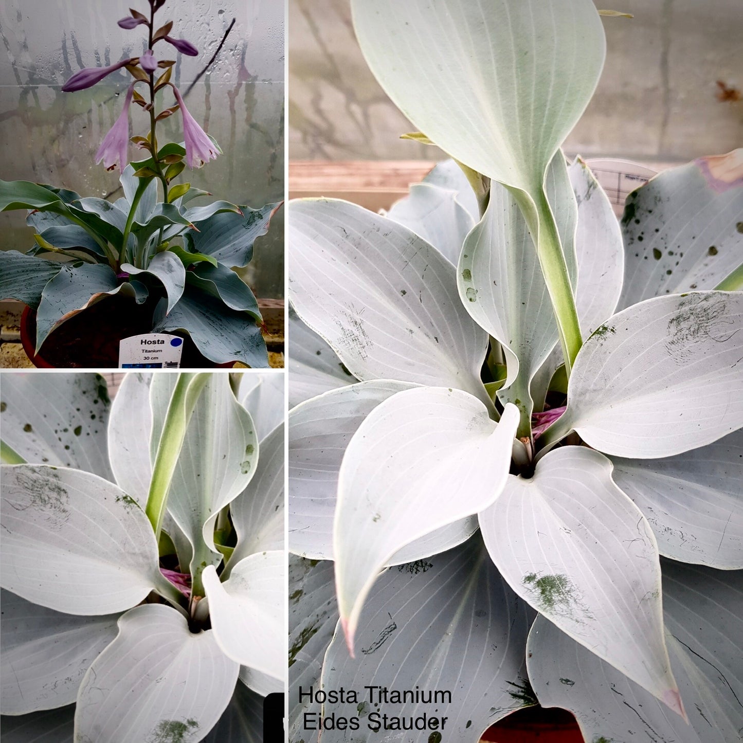 Hosta ‘Titanium’