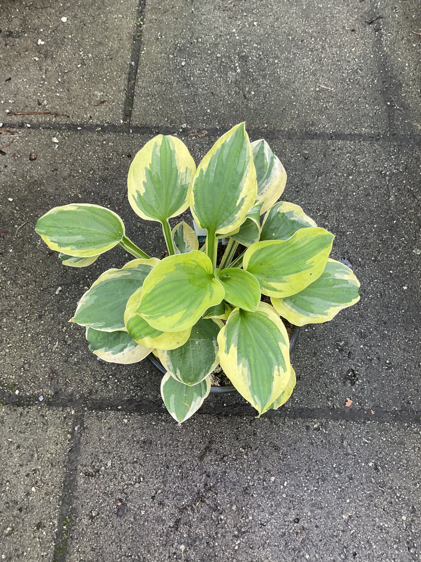 Hosta ‘Majesty’