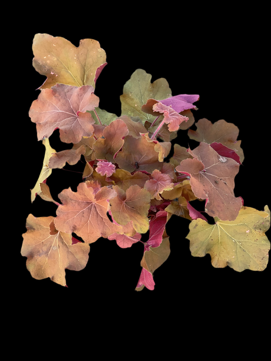 Heuchera ‘Caramel’ P15