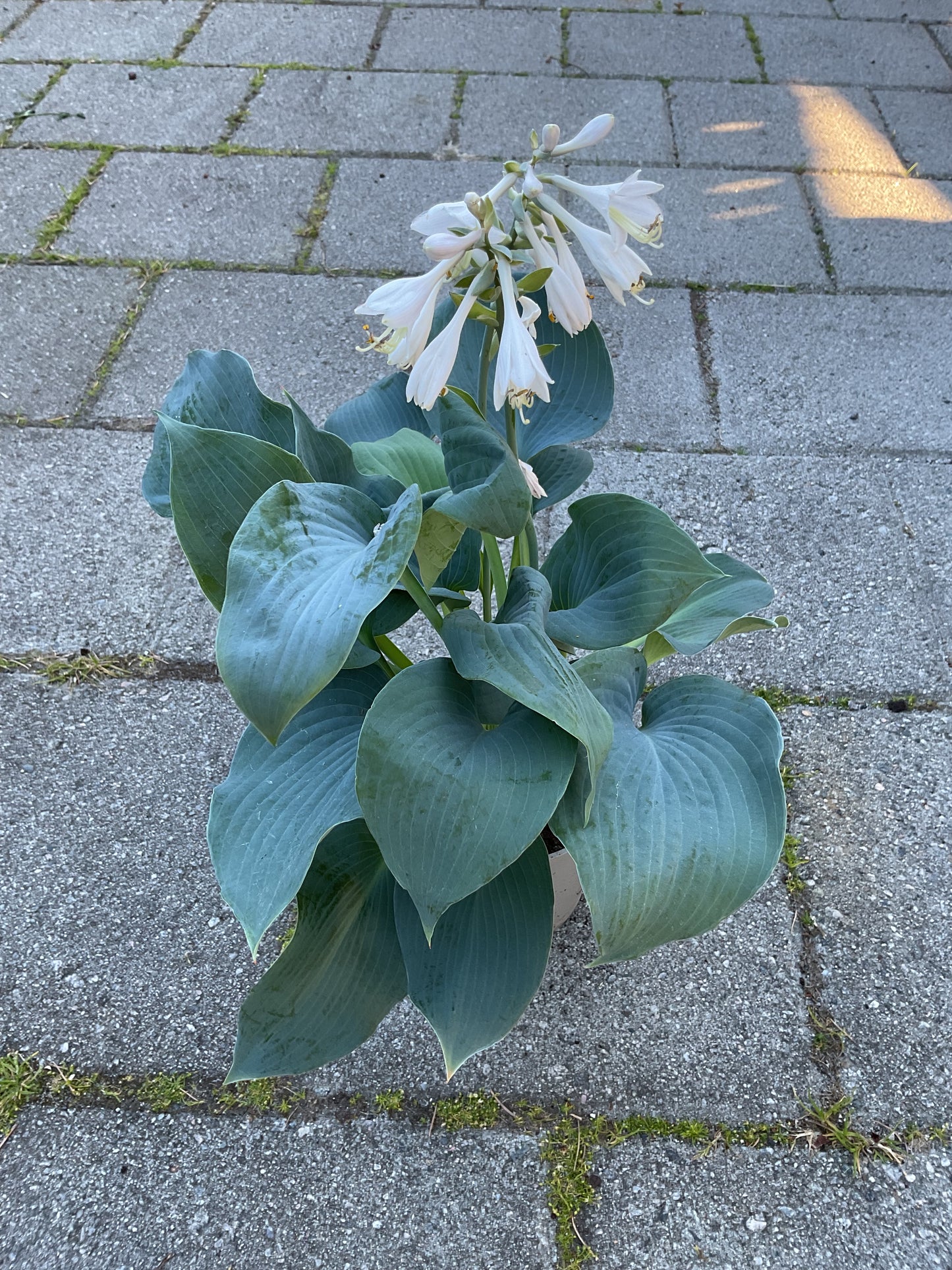 Hosta sieboldiana ‘Elegans’