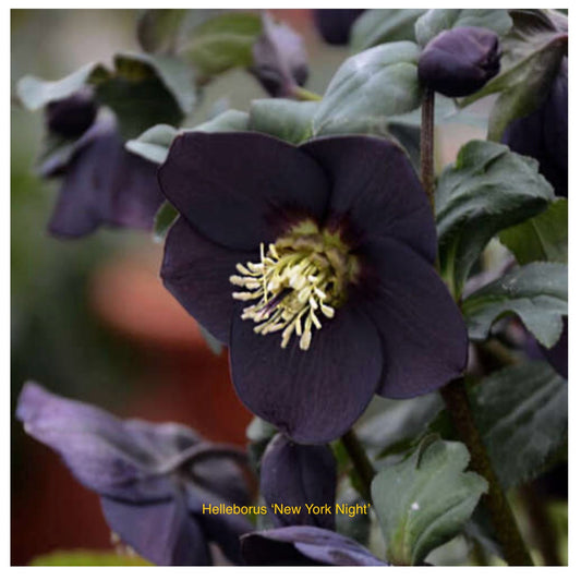 Helleborus orientalis ‘New York Night’ P17