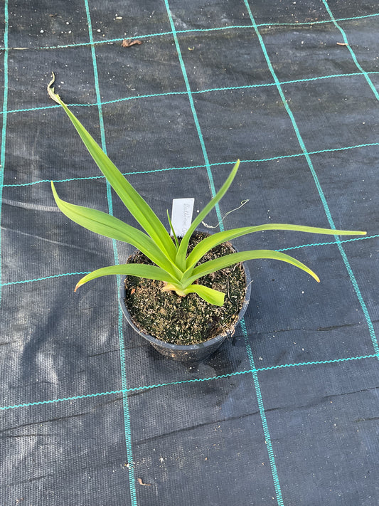 Hemerocallis ‘Baltimore Oreole’ P12