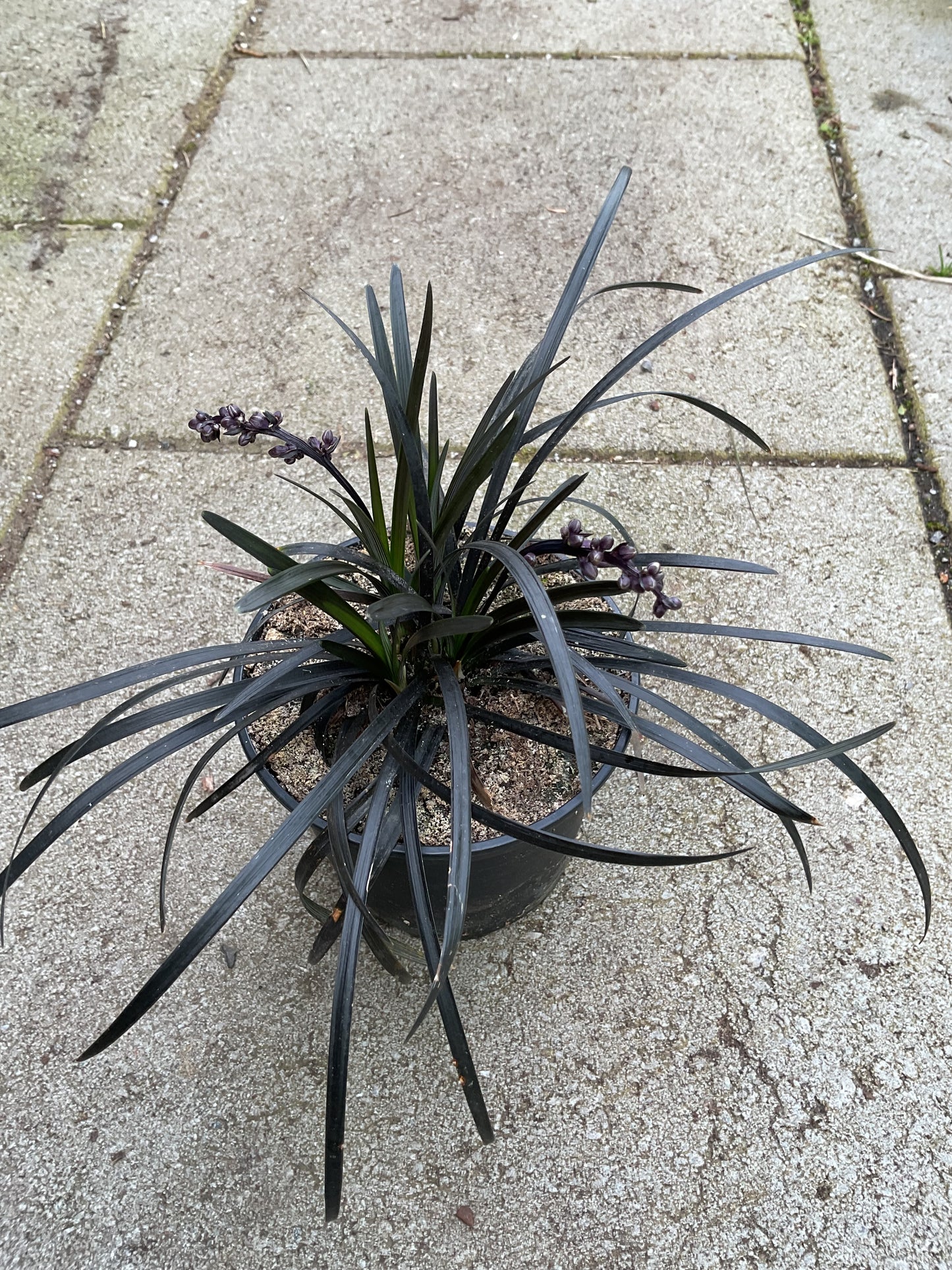 Ophiopogon planiscapus ‘Niger’ P9x9