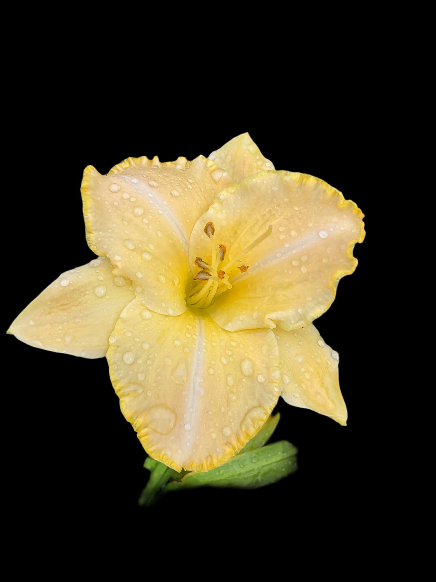 Hemerocallis ‘Baley Hay’ P12