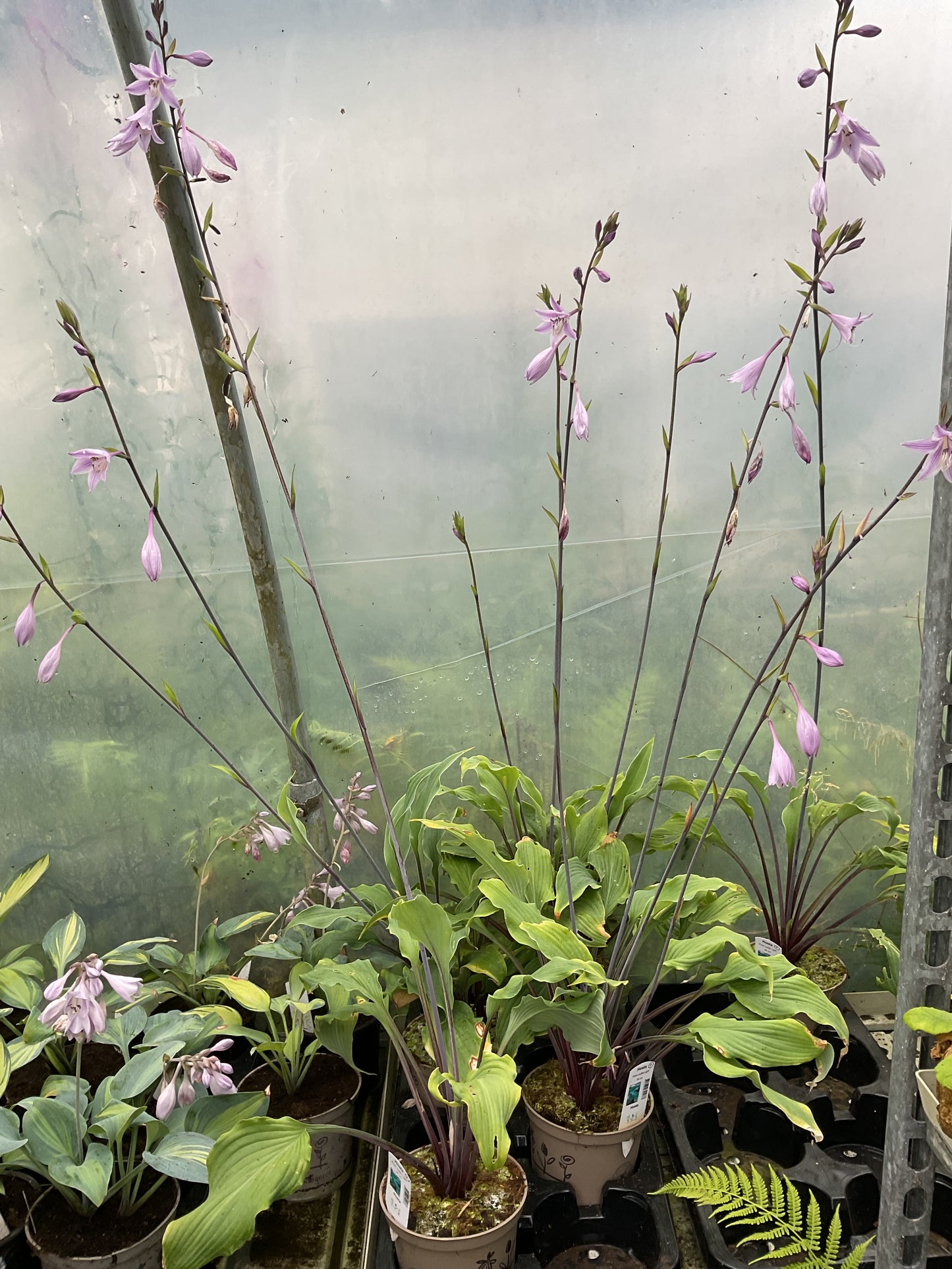Hosta ‘Point Judith Light’ P15