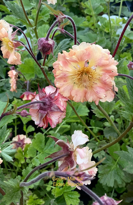 Geum hybrid ‘Mai Tai’ P17