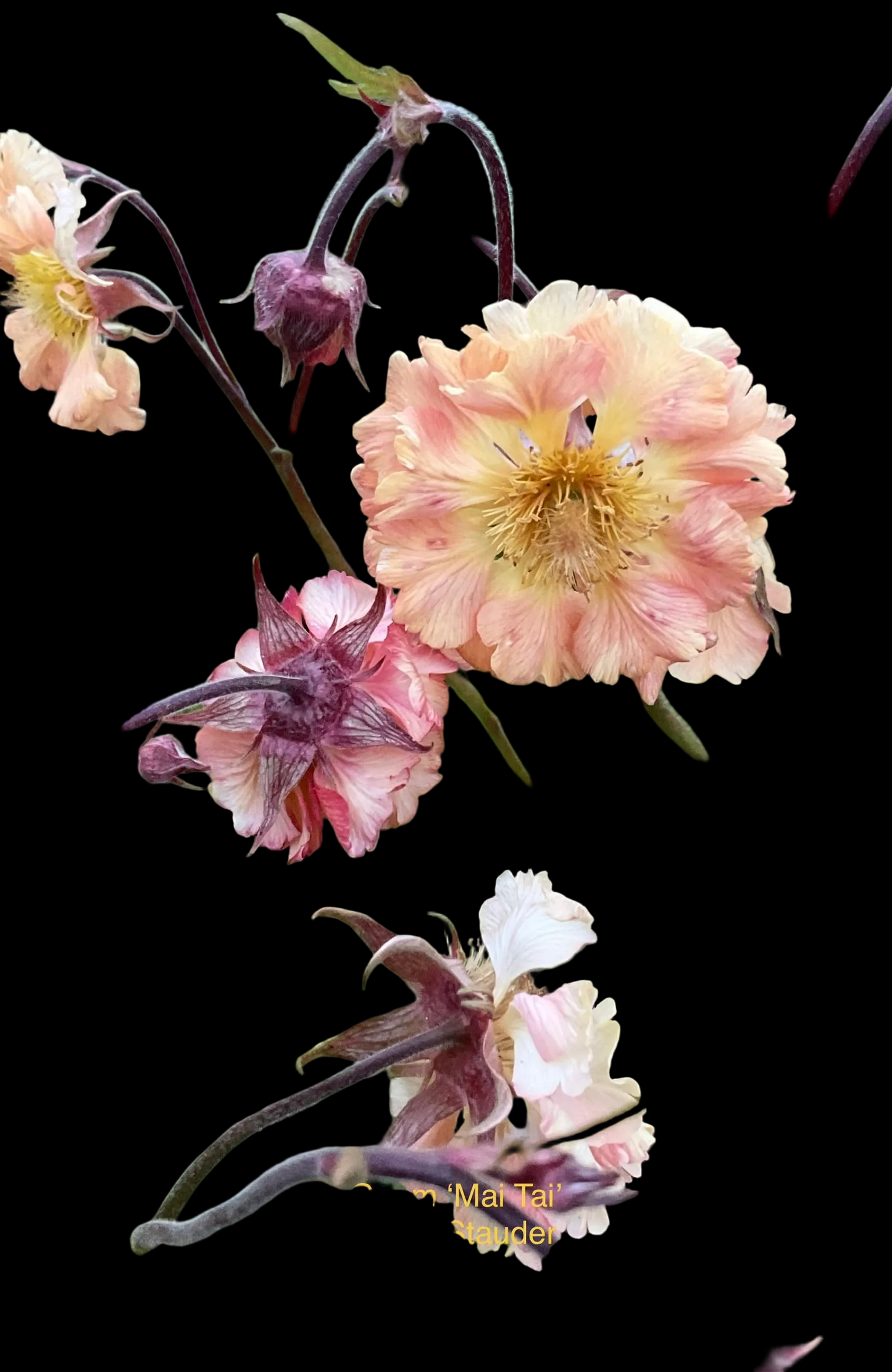 Geum hybrid ‘Mai Tai’ P17