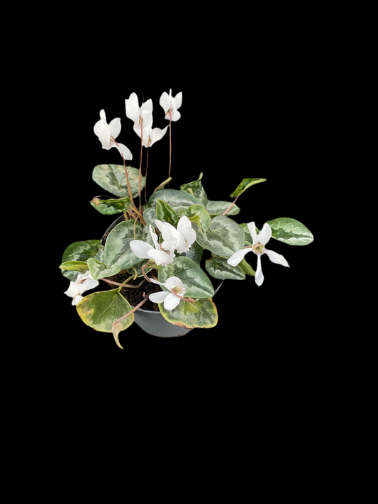 Cyclamen hederifolium ‘Album’ P11