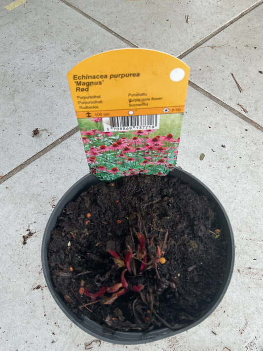 Echinacea purpurea ‘Magnus’ P11,5