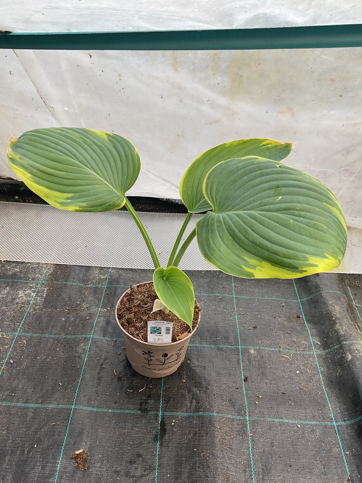 Hosta ‘Gabriel’s Wing’ P15