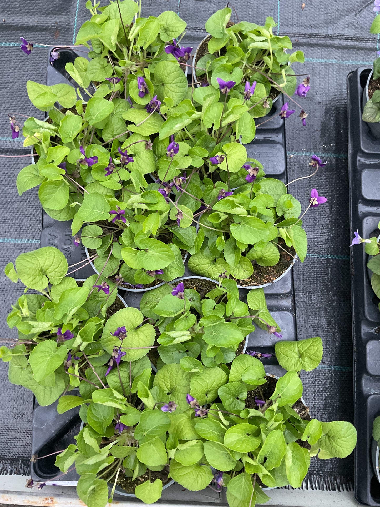 Viola odorata Lilla P12