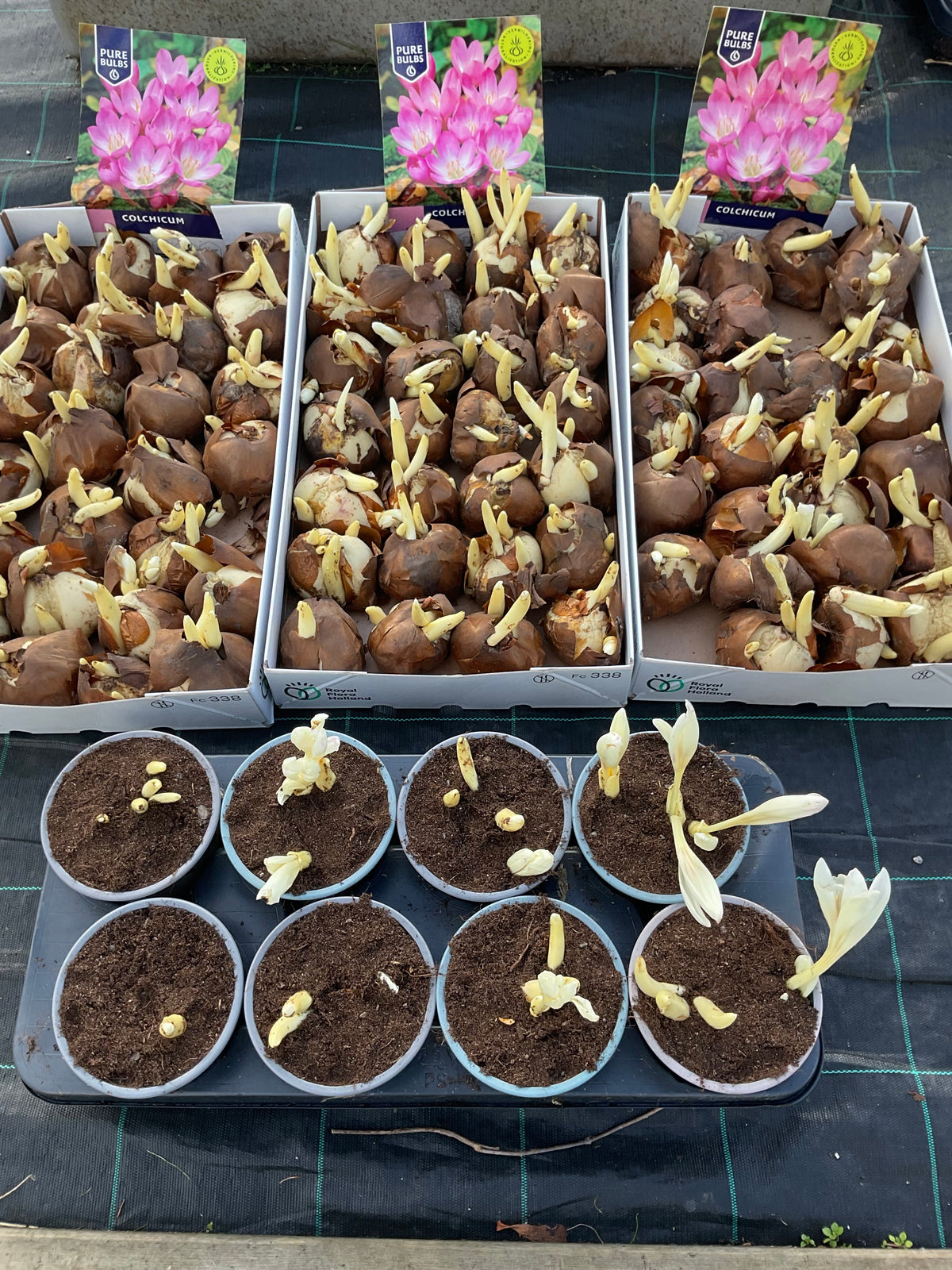 Colchicum autumnale P13