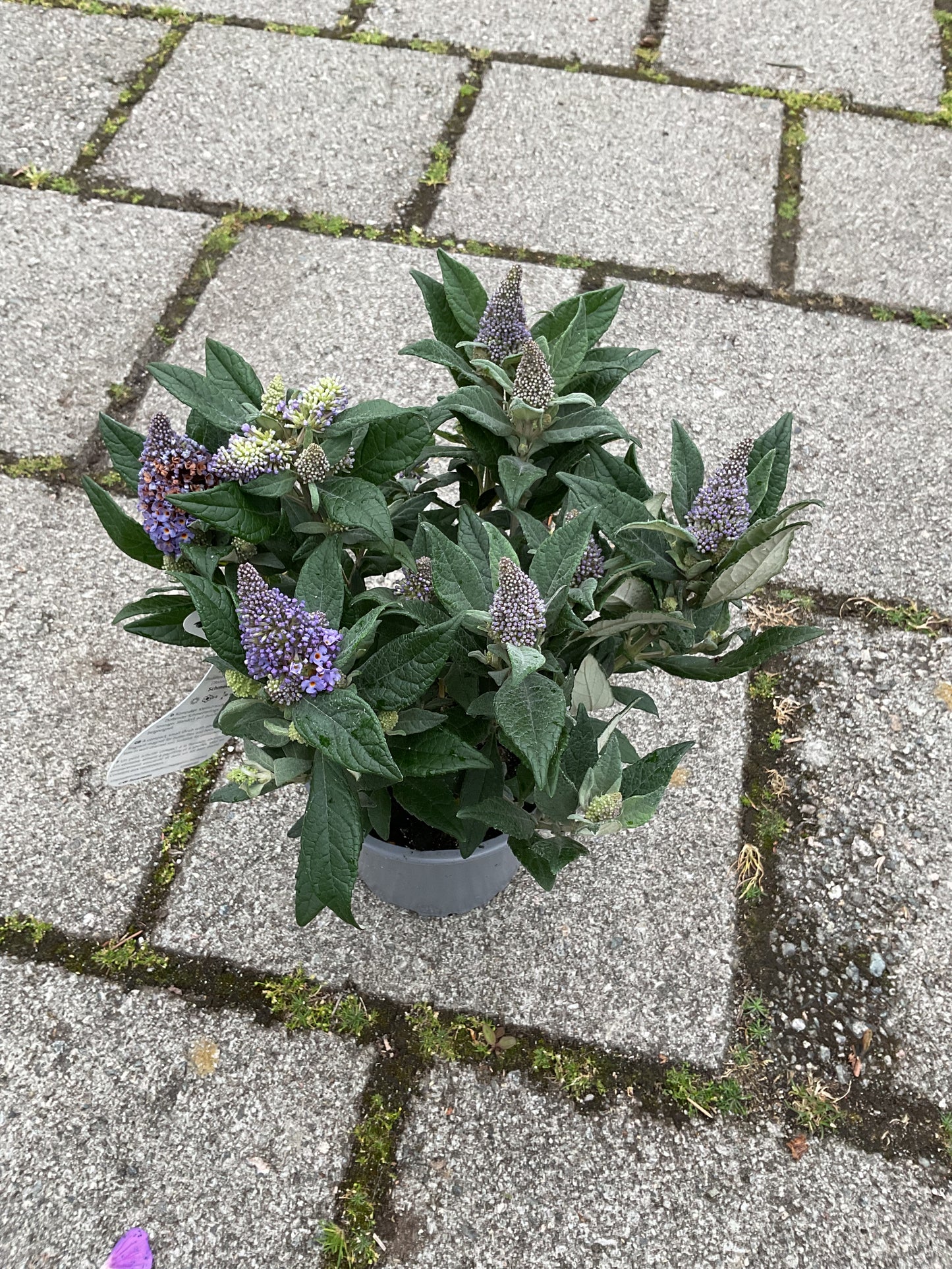 Buddleia davidii ‘Little Rockstars’®️ Blue P13