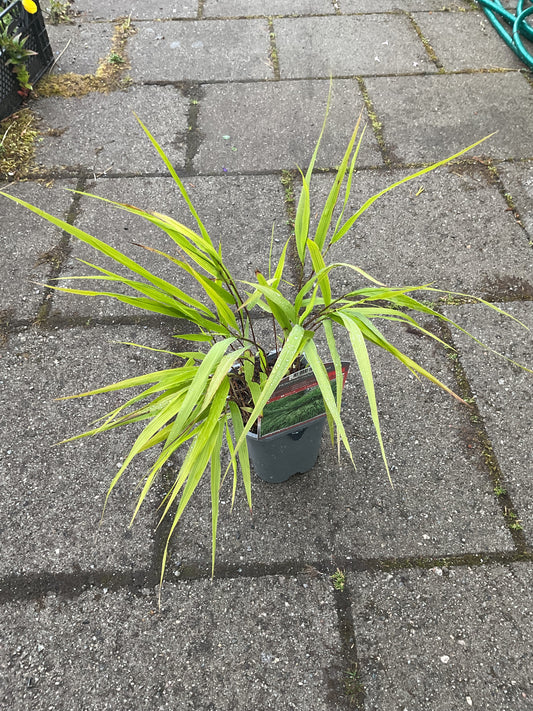 Hakonechloa macra P10x10