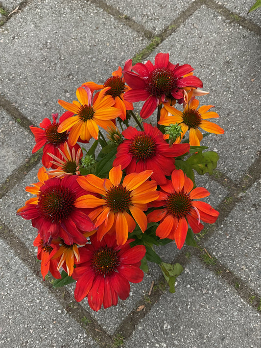 Echinacea purpurea Red hybrid P13