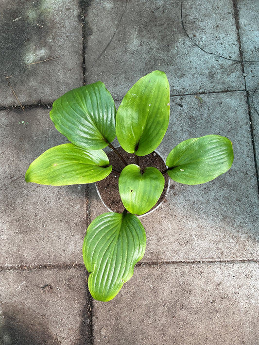 Hosta ‘Gooseberry Sundae’