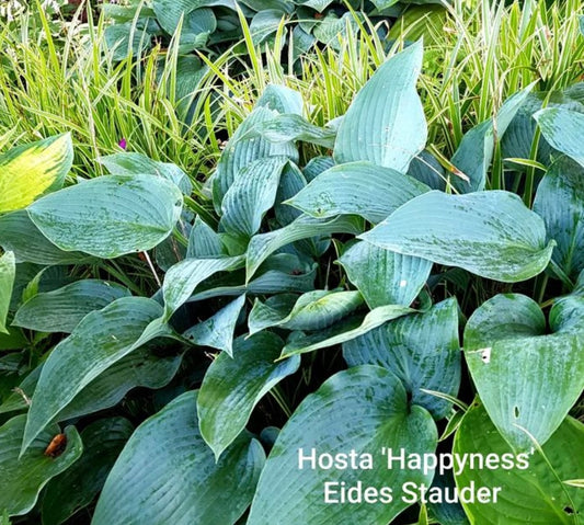 Hosta ‘Happiness’