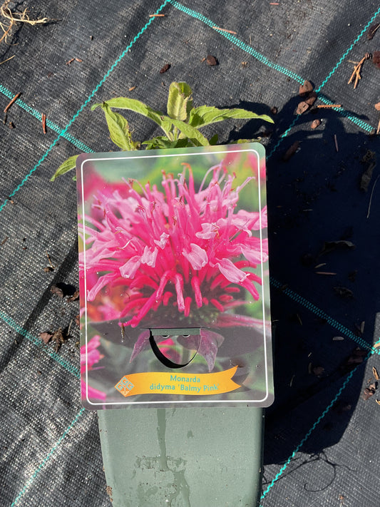 Monarda didyma ‘Balmy Pink’ P11x11